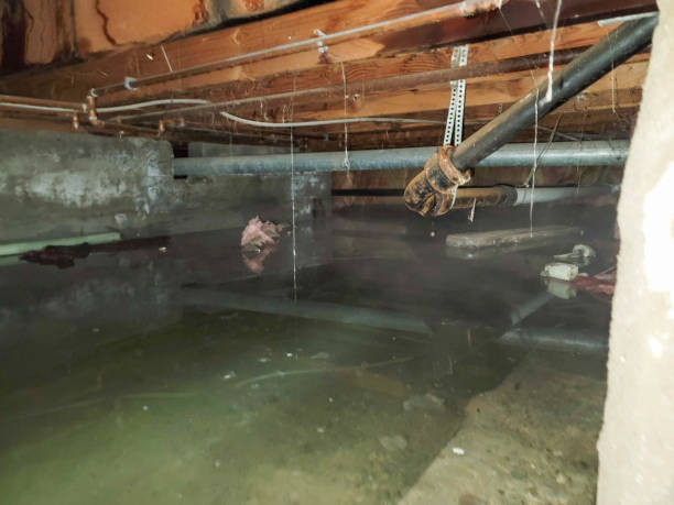 Best Water damage contractors near me  in Pine Nyon, CA